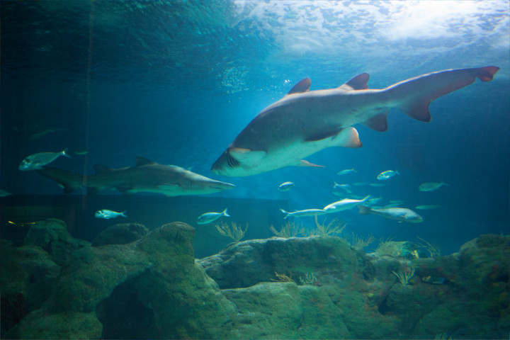 tiburones-acuario-almuñecar-001